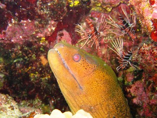 Morena Gigante Pacifico