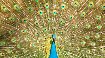 Fototapeta premium Pfau1