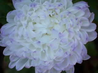 close up of a white aster