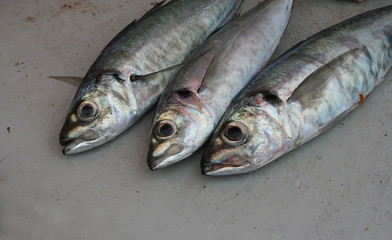 Three fresh fish