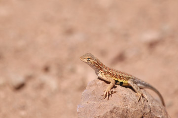 Lizard Rock