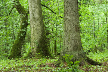 Old spruce, oak and hornbeam