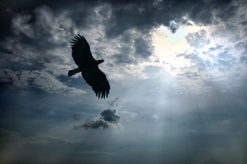 Eagle in the sky.