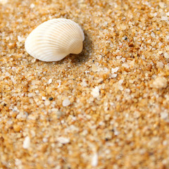 coquillage sur le sable