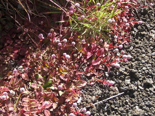 cincer flowers, volcanoes national park hawaii