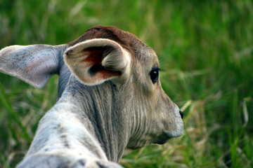 s&uuml;&szlig;es Leben