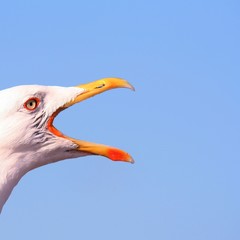 Tete de mouette avec le bec ouvert © Gautier Willaume