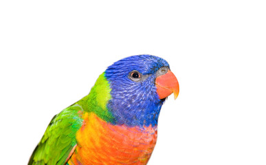 Parakeet