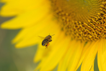 Bee Flight