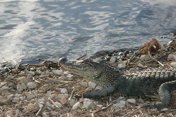 An american alligator