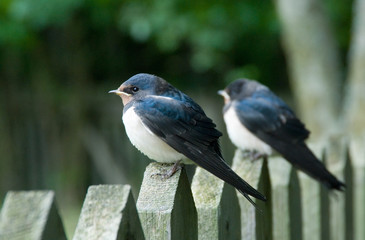 Young House Martins(Delichon urbica)