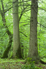 Old spruce, oak and hornbeam
