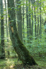 Old curved birch in forest