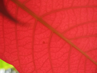 feuille rouge et nervures, de poinsettia