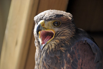 Fototapeta premium rapace2