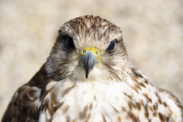 rapace1