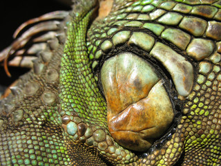 écailles et crête de l'iguane