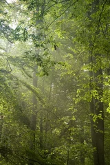 Fotobehang Sun rays shine through branches and green leaves © Aleksander Bolbot