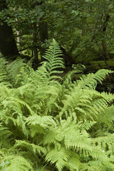 Ferns in the natural forest just after rain