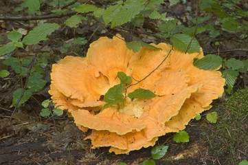 Orange tree fungi