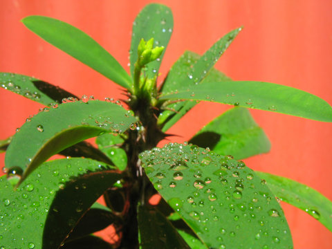 euphorbe avec gouttes d'eau sur les feuilles
