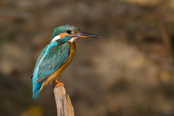 The kingfisher