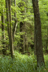 Obraz premium Wet mixed forest