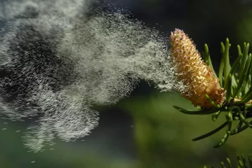 Fotobehang pollen au vent © Adrien Roussel