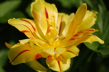 Obraz premium tulip