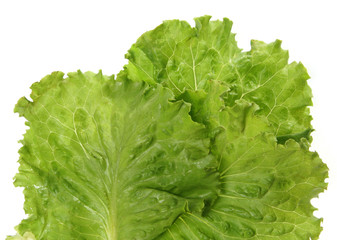 lettuce leaf