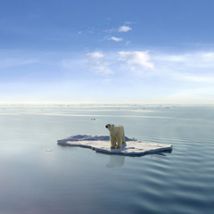 Le dernier ours polaire