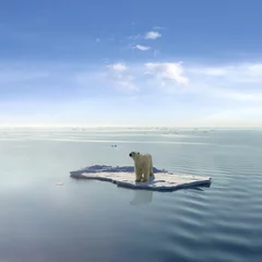 Crédence de cuisine en verre imprimé Ours polaire Le dernier ours polaire