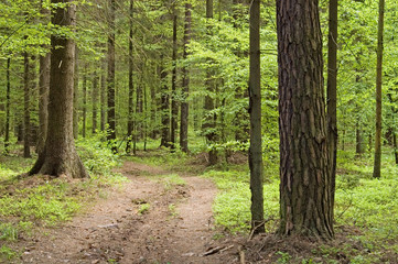 Ground road leading into spring forest