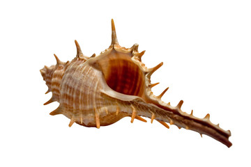 Obraz premium isolated sea shell