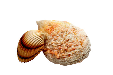 isolated two sea shells