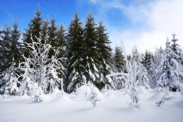 winter forest