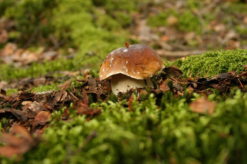 mushroom (Boletus edulis) in the forest
