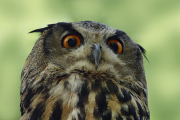 Great Horned Owl