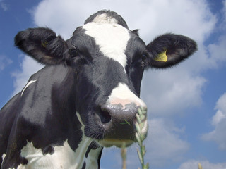 cow