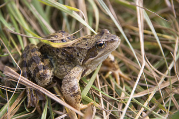 Threatened Spadefoot toad