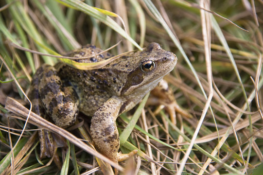 Threatened Spadefoot Toad