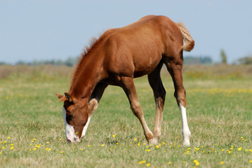 poulain alezan broutant dans une prairie