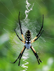 Female Yellow Garden Spider