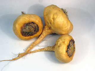 maca - lepidium meyenii 