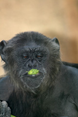 chimpanzee eating grass