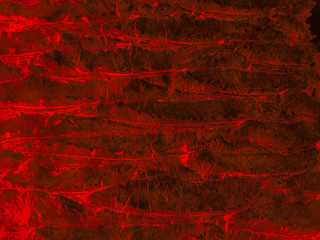 Digitally generated image representing close up cells of Flesh