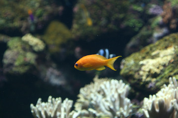Fototapeta na wymiar pomarańczowy koral