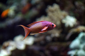 red and purple coral fish