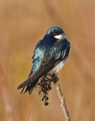 Tree swallow