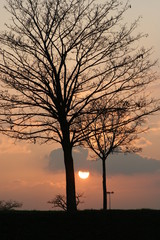 Fototapeta na wymiar Tree in sunset